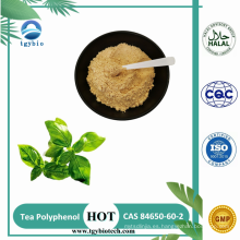 Natural 98% Té Polyphenol Extracto de té verde en polvo